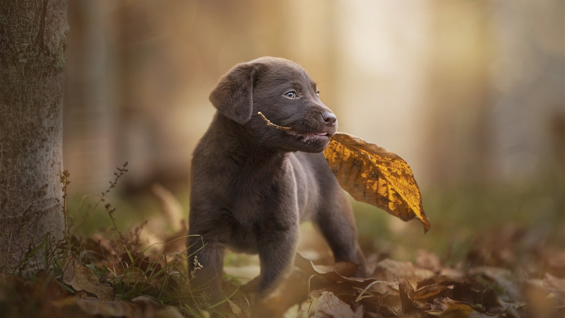 五大联赛快节奏压迫型比赛是否更受年轻球员欢迎，节奏最快的联赛