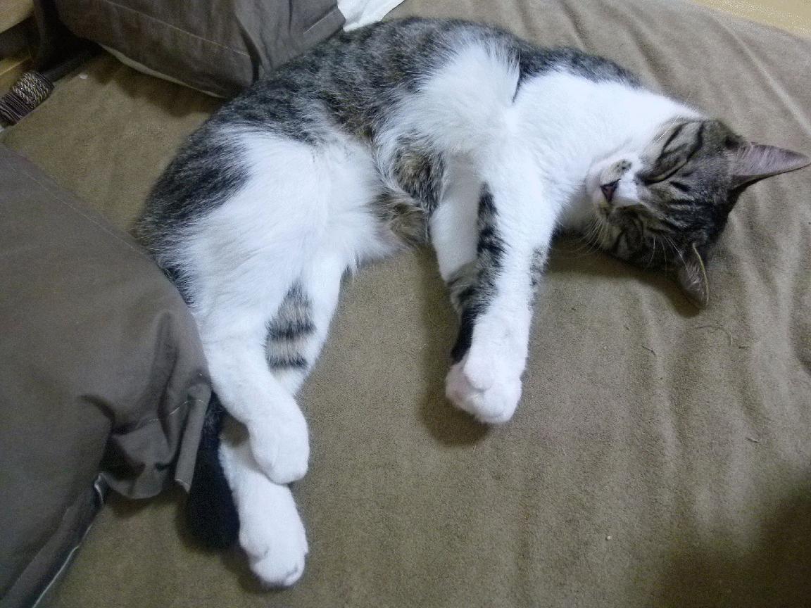 开云官网首页-五大联赛是否鼓励后腰向边路释放传球角度，五大联赛进攻型球队