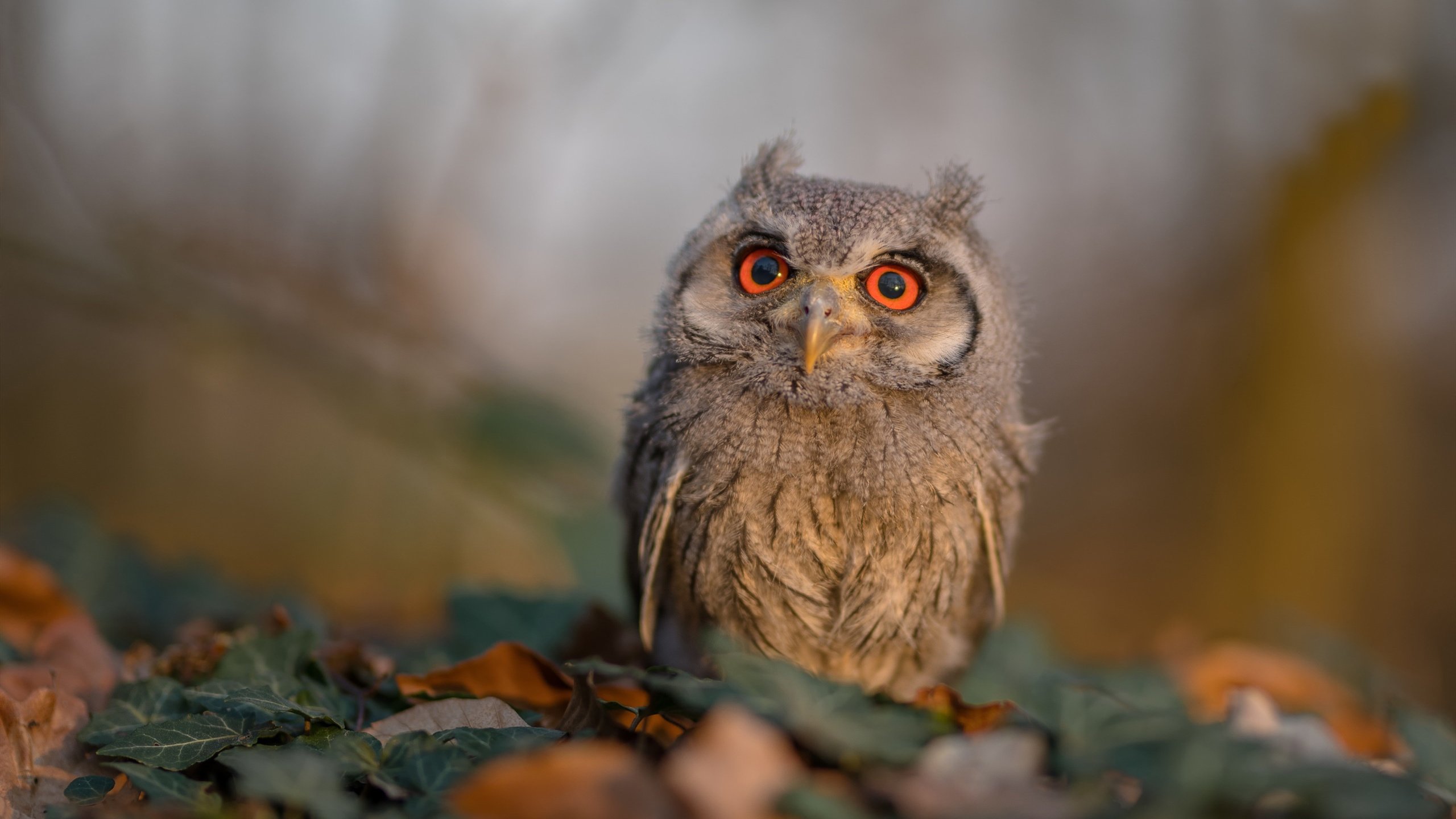 全民健身活动结合传统节庆创新形式,全民健身活动方案及总结