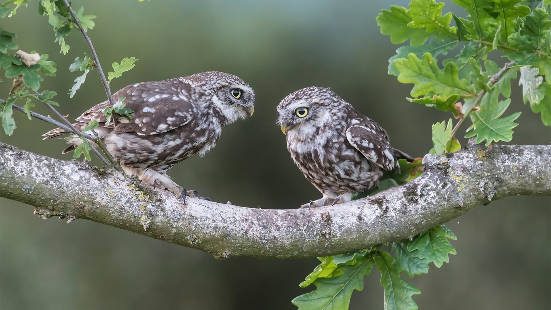 印度队未来规划：多层次发展，全面提升竞技水平，印度未来潜力