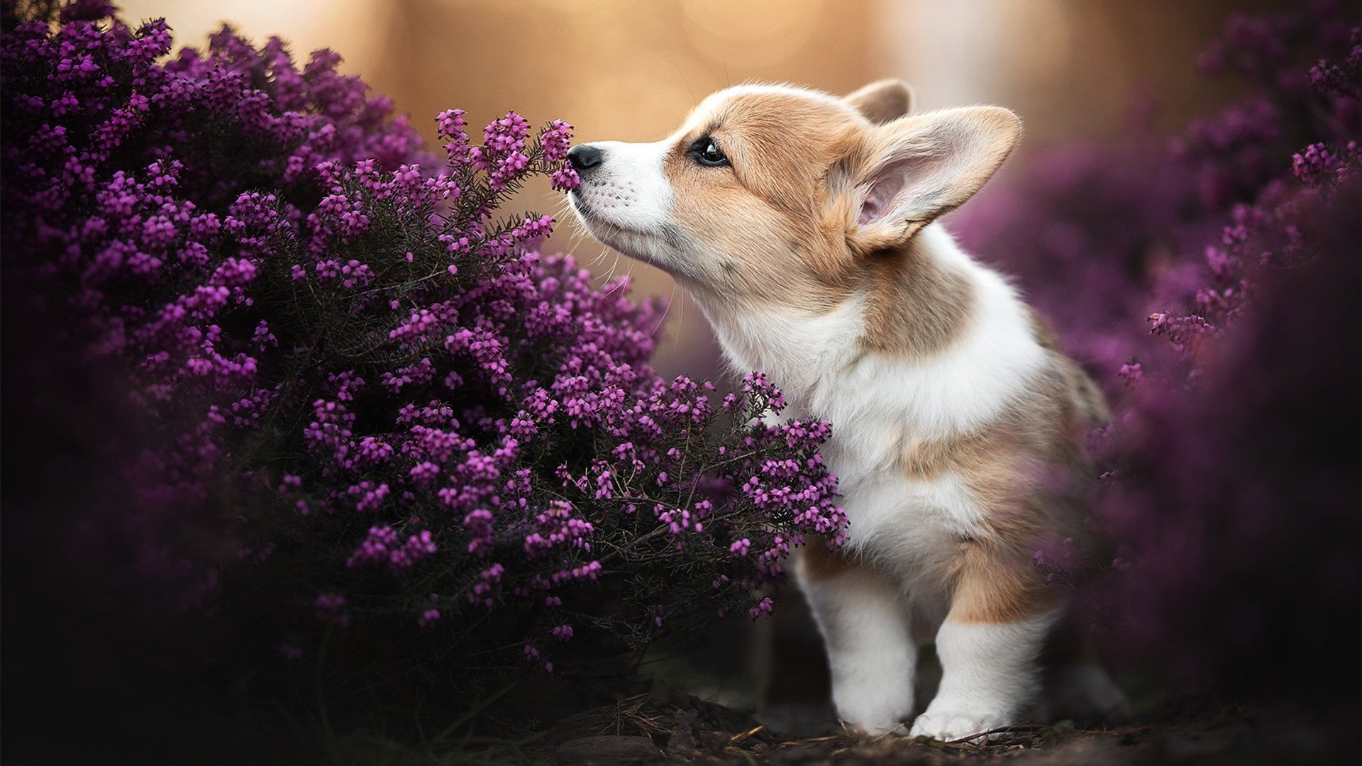 开云体育网页版入口-国际热身赛中国足球晋级 球迷一致好评，国际足球热身赛是什么