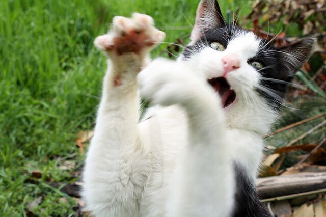 快节奏打法是否对后卫轮转能力要求更高,快节奏和慢节奏的区别