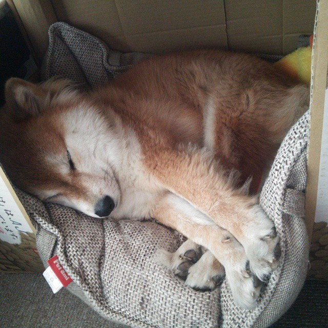 浙江雄狮强调攻防平衡打造全能型阵容，浙江雄狮电工科技有限公司