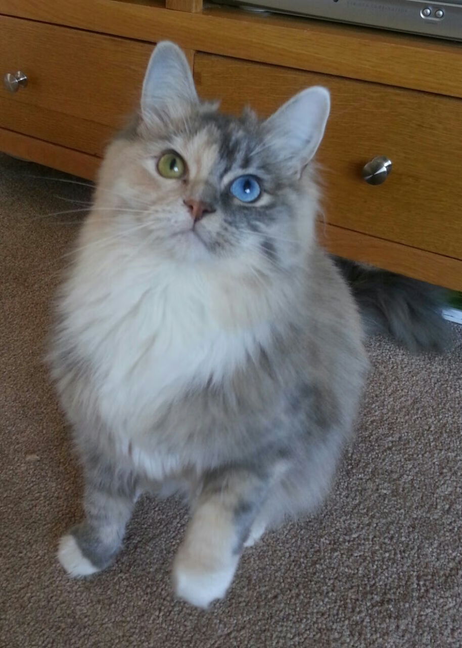 浙江雄狮攻守平衡成为稳定竞争者，宁波雄狮