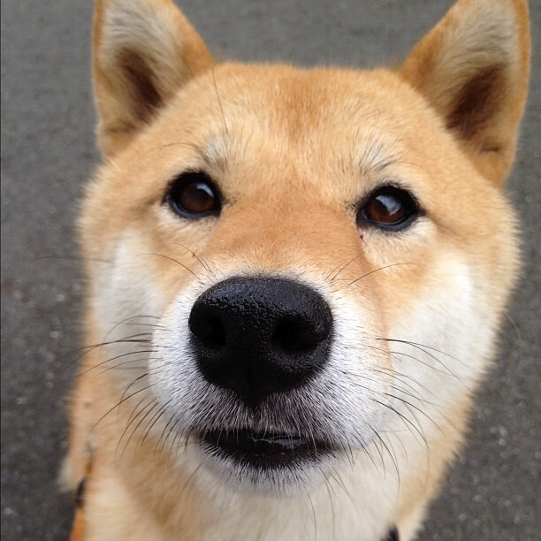 自由式滑雪新赛制更注重技巧评分，自由式滑雪赛事介绍