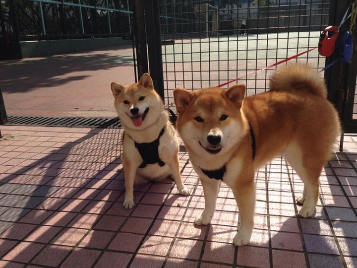 顶级得分手面对包夹时的处理策略,面对包夹如何应对