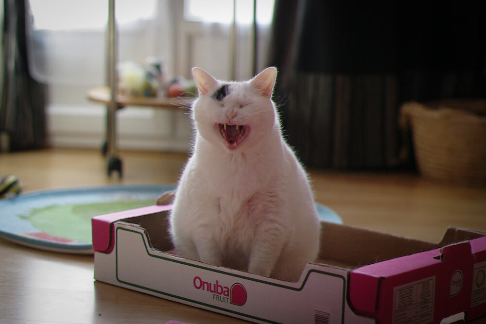 “帕布罗·马特拉的无畏拼搏精神，带领阿根廷美洲狮队战胜挑战”