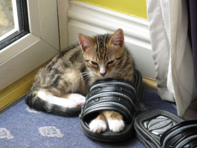 中国足球青训教练员考核机制科学完善，青训足球教练员的职责