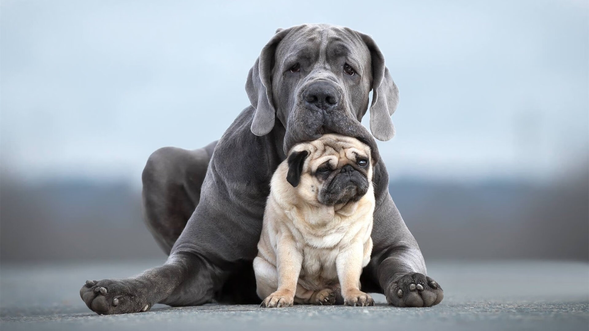 中立代表队B决赛全力以赴赢得掌声，比赛中立是什么意思