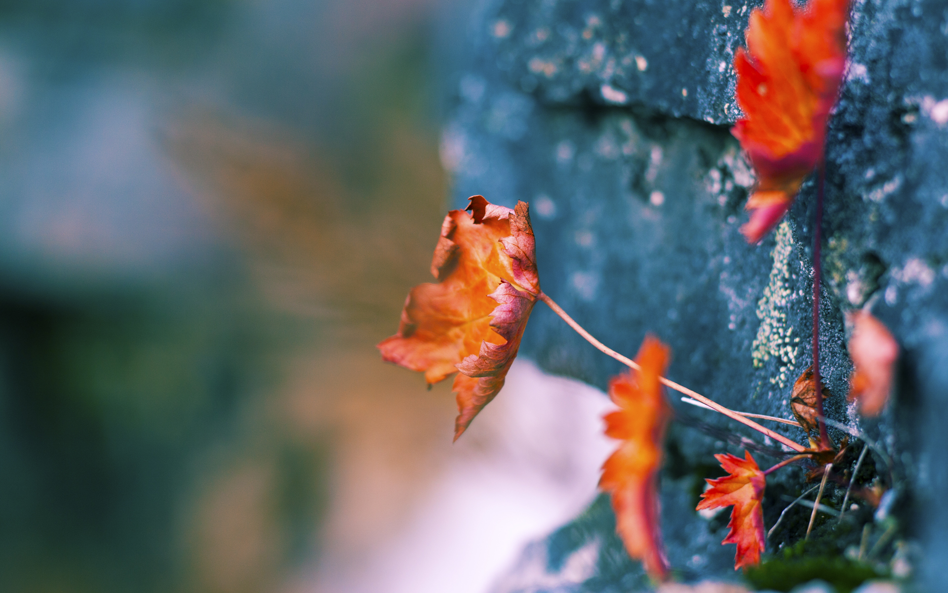 乌干达女篮在非洲锦标赛中持续崭露头角，体育水平持续提升，非洲乌干达来